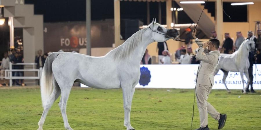 انطلاق مهرجان الأمير سلطان بن عبدالعزيز العالمي للجواد العربي - شبكة أطلس سبورت