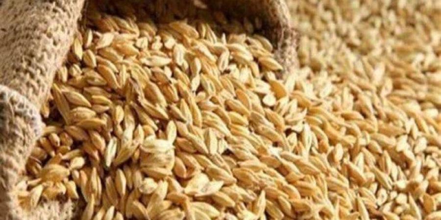 سعر طن الأرز الشعير اليوم الأحد 26-1-2025 - شبكة أطلس سبورت