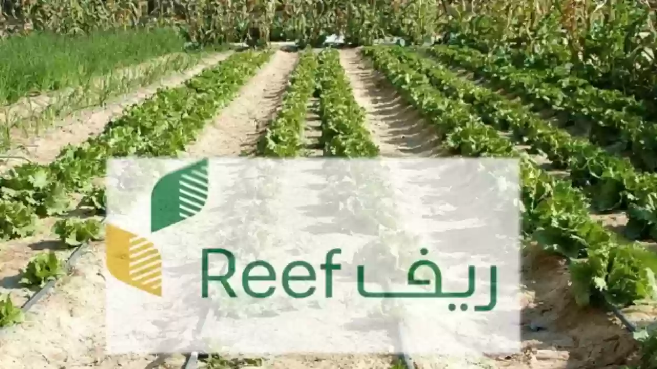 “من هُنا” خطوات التسجيل في دعم ريف للمزارعين 1446 عبر reef.gov.sa وشروط الحصول عليه وأسباب الإيقاف