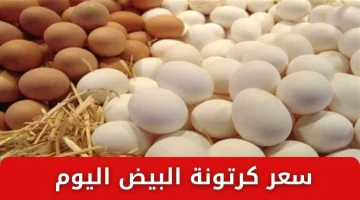 سعر كرتونة البيض اليوم الاثنين 10 2 2025 للمستهلك في السوق